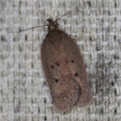 Doleromima hypoxantha (Depressariidae) at O'Connor, ACT - 21 Oct 2020 by ibaird