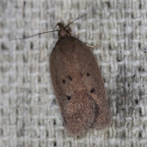 Doleromima hypoxantha at O'Connor, ACT - 21 Oct 2020 09:59 PM