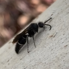 Mutillidae (family) (Unidentified Mutillid wasp or velvet ant) at Murrumbateman, NSW - 25 Mar 2021 by SimoneC