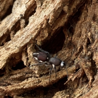 Australotilla sp. (genus) (Mutillid wasp or velvet ant) at Murrumbateman, NSW - 25 Mar 2021 by SimoneC