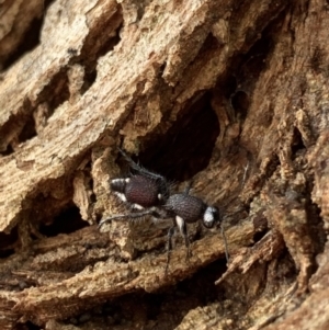 Australotilla sp. (genus) at Murrumbateman, NSW - 25 Mar 2021