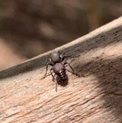 Australotilla sp. (genus) at Murrumbateman, NSW - 25 Mar 2021