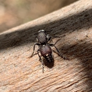 Australotilla sp. (genus) at Murrumbateman, NSW - 25 Mar 2021