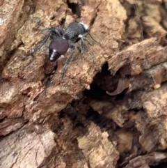 Australotilla sp. (genus) at Murrumbateman, NSW - 25 Mar 2021