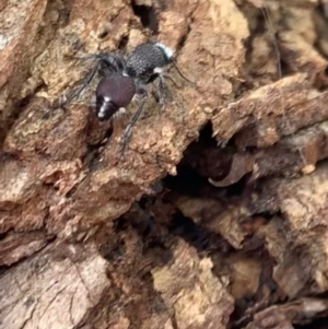 Australotilla sp. (genus) at Murrumbateman, NSW - 25 Mar 2021