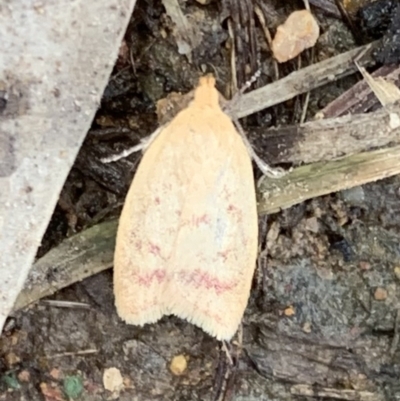 Heteroteucha occidua (A concealer moth) at Murrumbateman, NSW - 25 Mar 2021 by SimoneC