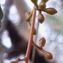 Eucalyptus mannifera (Brittle Gum) at Mount Painter - 18 Mar 2021 by drakes