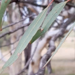 Eucalyptus mannifera at Cook, ACT - 19 Mar 2021