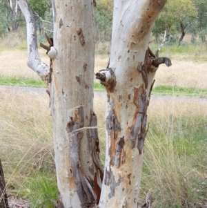 Eucalyptus mannifera at Mount Painter - 19 Mar 2021 08:54 AM