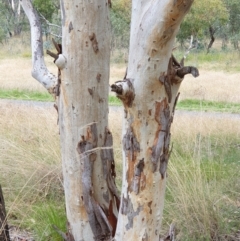 Eucalyptus mannifera at Cook, ACT - 19 Mar 2021