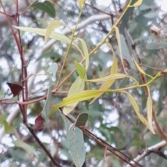 Eucalyptus mannifera at Cook, ACT - 19 Mar 2021