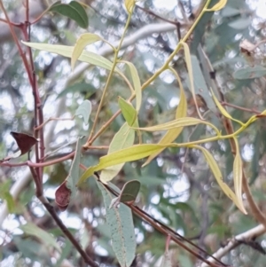 Eucalyptus mannifera at Cook, ACT - 19 Mar 2021