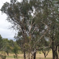 Eucalyptus mannifera at Mount Painter - 19 Mar 2021 08:54 AM