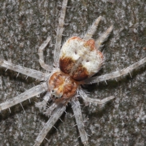 Tamopsis sp. (genus) at Acton, ACT - 21 Mar 2021