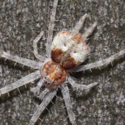 Tamopsis sp. (genus) (Two-tailed spider) at Acton, ACT - 21 Mar 2021 by TimL