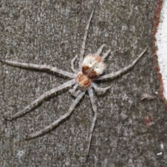 Tamopsis sp. (genus) at Acton, ACT - 21 Mar 2021 12:21 PM