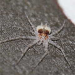 Tamopsis sp. (genus) at Acton, ACT - 21 Mar 2021