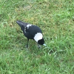 Gymnorhina tibicen (Australian Magpie) at Phillip, ACT - 23 Mar 2021 by JaceWT