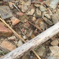 Gastrimargus musicus (Yellow-winged Locust or Grasshopper) at Yass River, NSW - 20 Mar 2021 by JaceWT