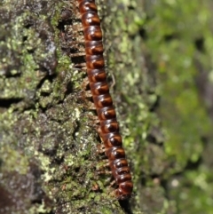 Paradoxosomatidae sp. (family) (Millipede) at Acton, ACT - 12 Mar 2021 by TimL