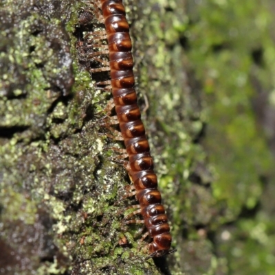 Paradoxosomatidae sp. (family) (Millipede) at Acton, ACT - 12 Mar 2021 by TimL