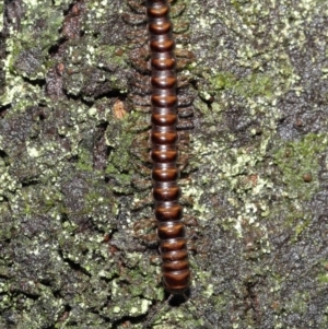 Paradoxosomatidae sp. (family) at Acton, ACT - 12 Mar 2021