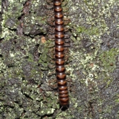 Paradoxosomatidae sp. (family) at Acton, ACT - 12 Mar 2021