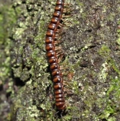 Paradoxosomatidae sp. (family) at Acton, ACT - 12 Mar 2021