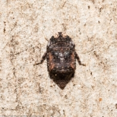 Unidentified Leafhopper or planthopper (Hemiptera, several families) at Acton, ACT - 24 Mar 2021 by Roger