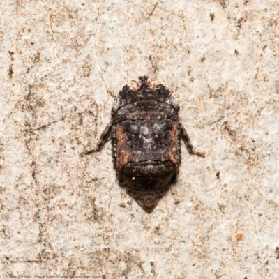 Stenocotis sp. (genus) at ANBG - 24 Mar 2021 by Roger