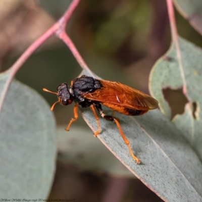 Perginae sp. (subfamily) (Unidentified pergine sawfly) at Latham, ACT - 25 Mar 2021 by Roger