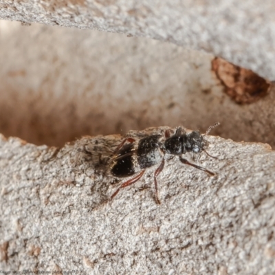 Lemidia accincta (Clerid beetle) at Latham, ACT - 25 Mar 2021 by Roger