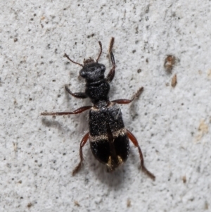 Lemidia accincta at Latham, ACT - 25 Mar 2021