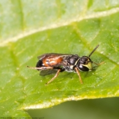 Hylaeus (Prosopisteron) littleri (Hylaeine colletid bee) at ANBG - 24 Mar 2021 by Roger