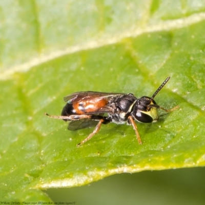 Hylaeus (Prosopisteron) littleri (Hylaeine colletid bee) at ANBG - 24 Mar 2021 by Roger