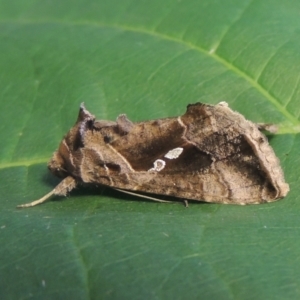 Chrysodeixis eriosoma at Conder, ACT - 21 Jan 2021