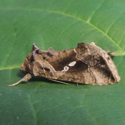 Chrysodeixis eriosoma (Green Looper) at Pollinator-friendly garden Conder - 21 Jan 2021 by michaelb