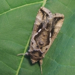 Chrysodeixis eriosoma at Conder, ACT - 21 Jan 2021