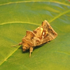 Chrysodeixis eriosoma at Conder, ACT - 21 Jan 2021 06:15 PM