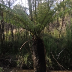Dicksonia antarctica (Soft Treefern) at Paddys River, ACT - 11 Feb 2021 by michaelb