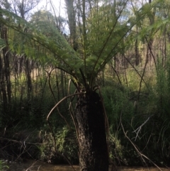 Dicksonia antarctica (Soft Treefern) at Paddys River, ACT - 11 Feb 2021 by MichaelBedingfield