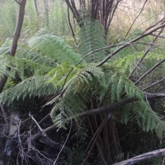 Dicksonia antarctica at Paddys River, ACT - suppressed