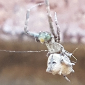 Philoponella congregabilis at Lyneham, ACT - 26 Mar 2021