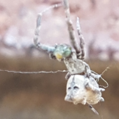 Philoponella congregabilis (Social house spider) at Lyneham, ACT - 26 Mar 2021 by tpreston
