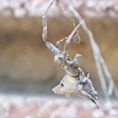 Philoponella congregabilis at Lyneham, ACT - 26 Mar 2021