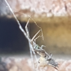 Philoponella congregabilis at Lyneham, ACT - 26 Mar 2021