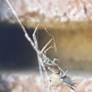 Philoponella congregabilis at Lyneham, ACT - 26 Mar 2021