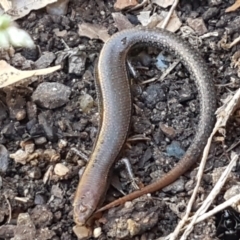 Lampropholis delicata (Delicate Skink) at Lyneham, ACT - 26 Mar 2021 by trevorpreston