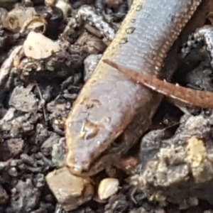 Lampropholis delicata at Lyneham, ACT - 26 Mar 2021 12:03 PM