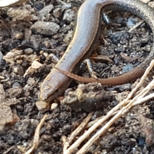 Lampropholis delicata at Lyneham, ACT - 26 Mar 2021